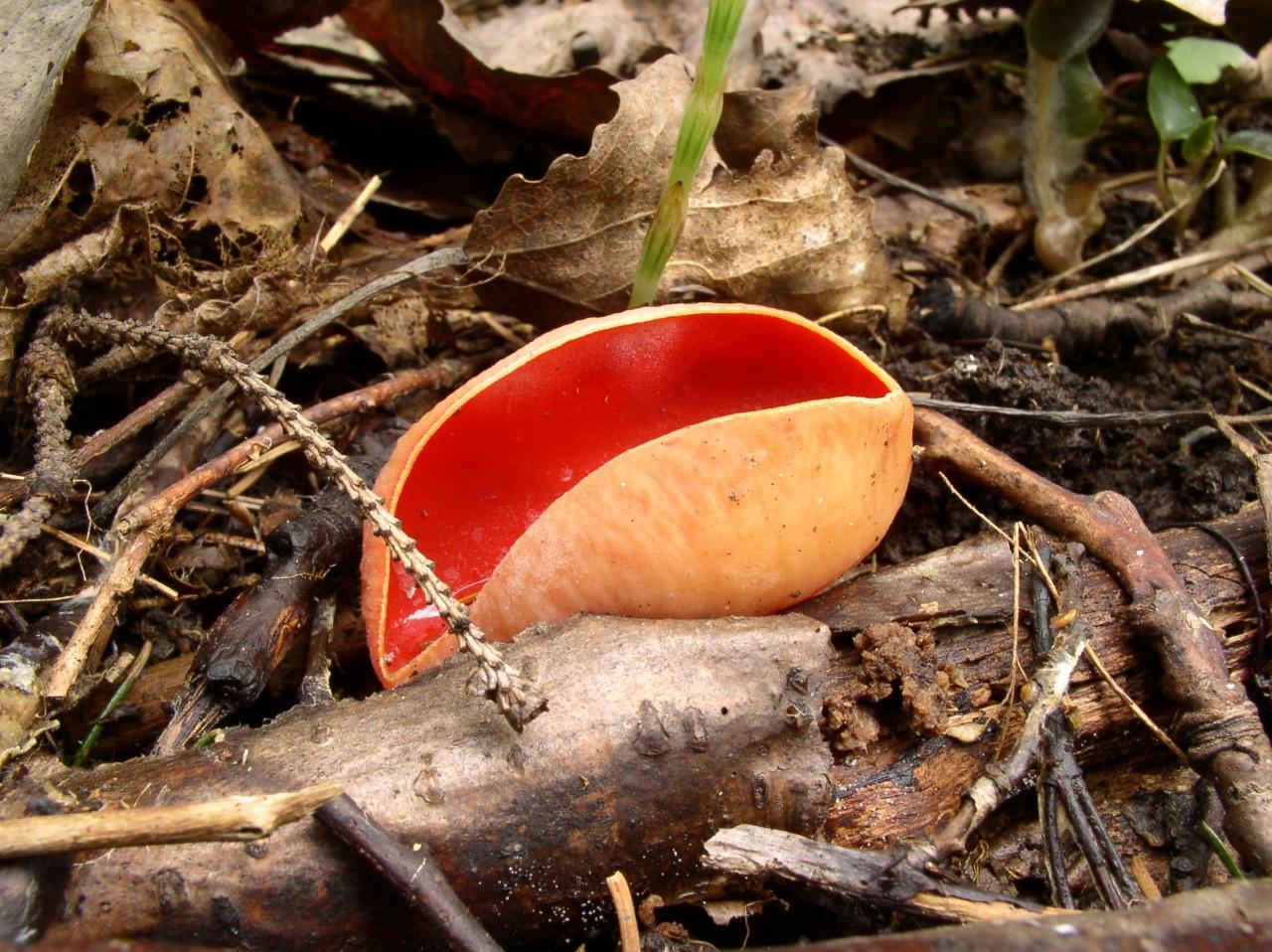 Sarcoscypha austriaca