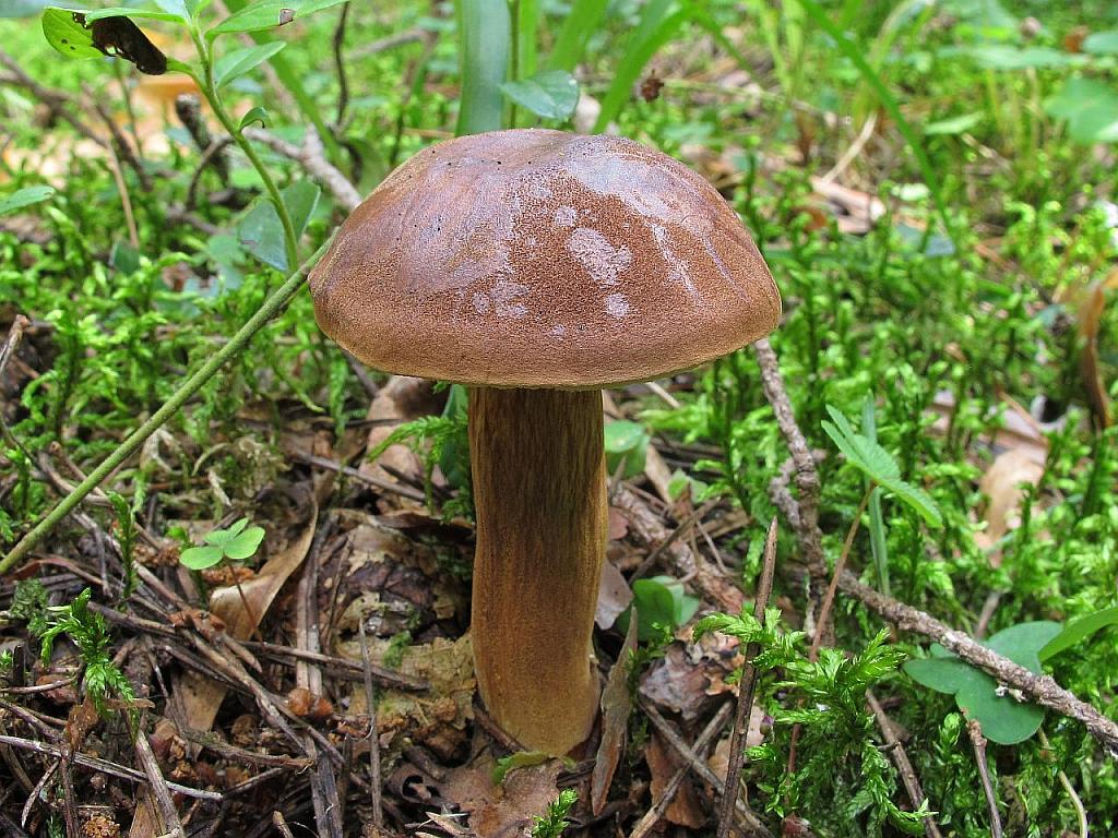 Imleria badia