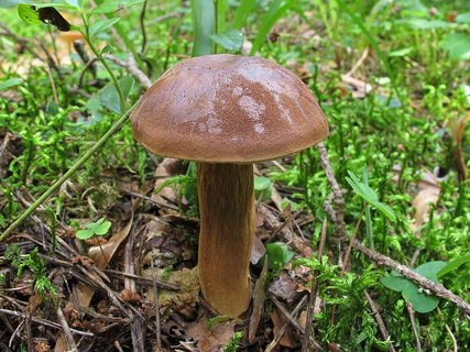 Imleria badia