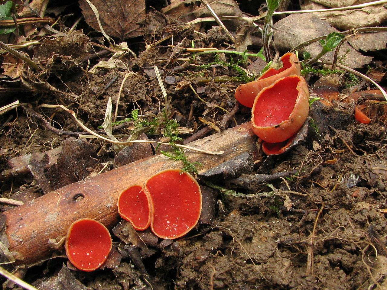 Sarcoscypha austriaca