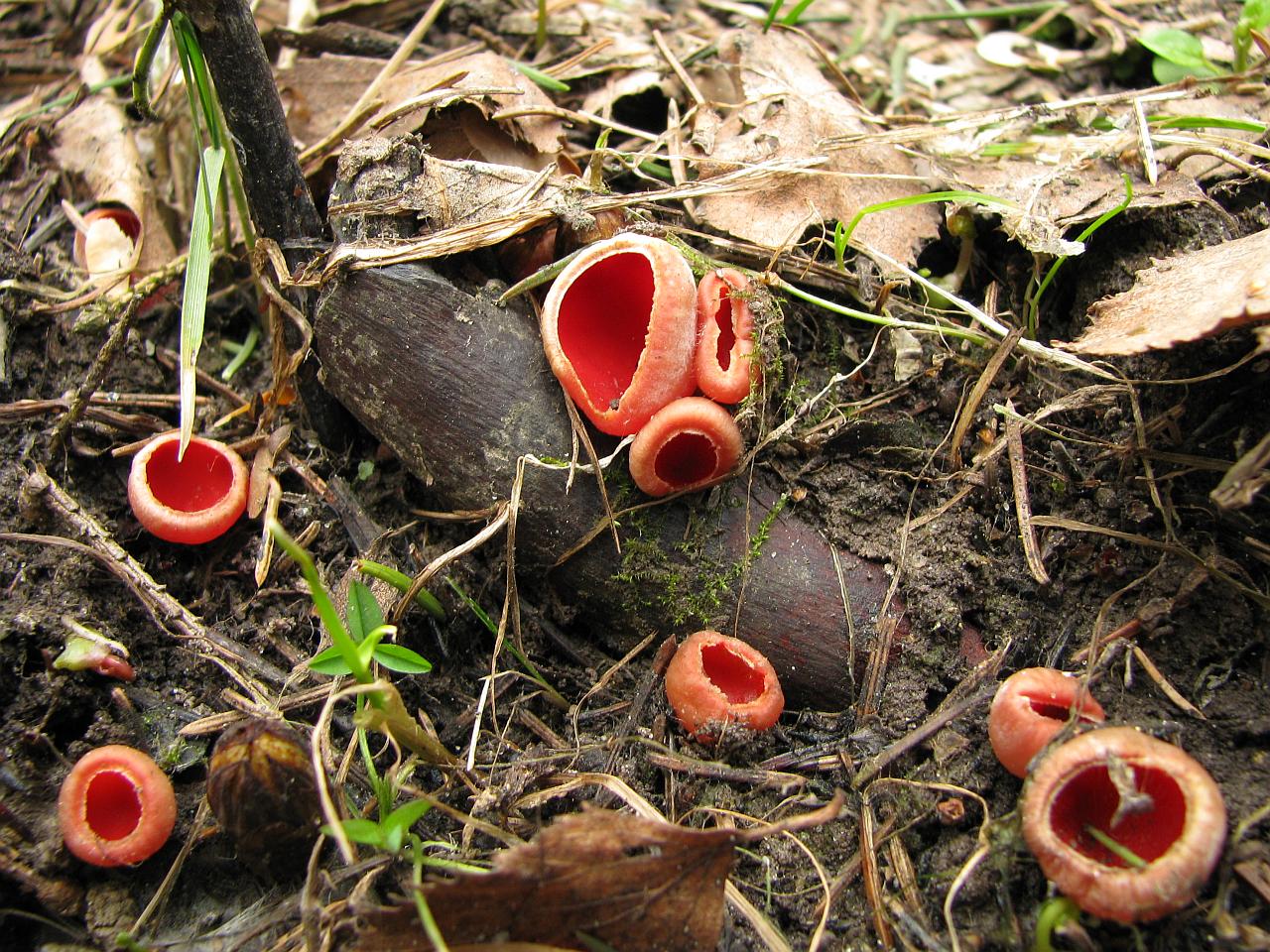 Sarcoscypha austriaca