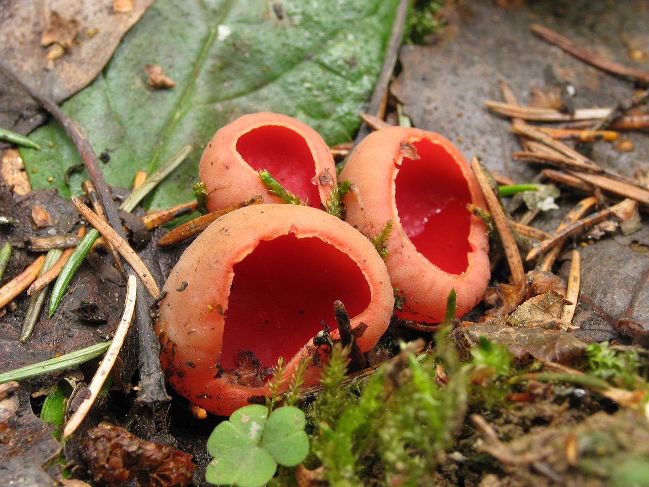 Sarcoscypha austriaca