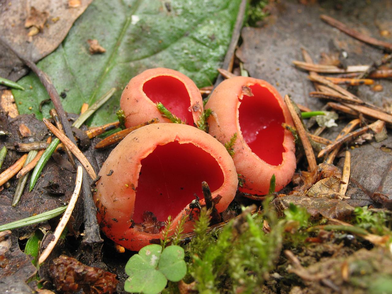 Sarcoscypha austriaca