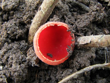 Sarcoscypha austriaca