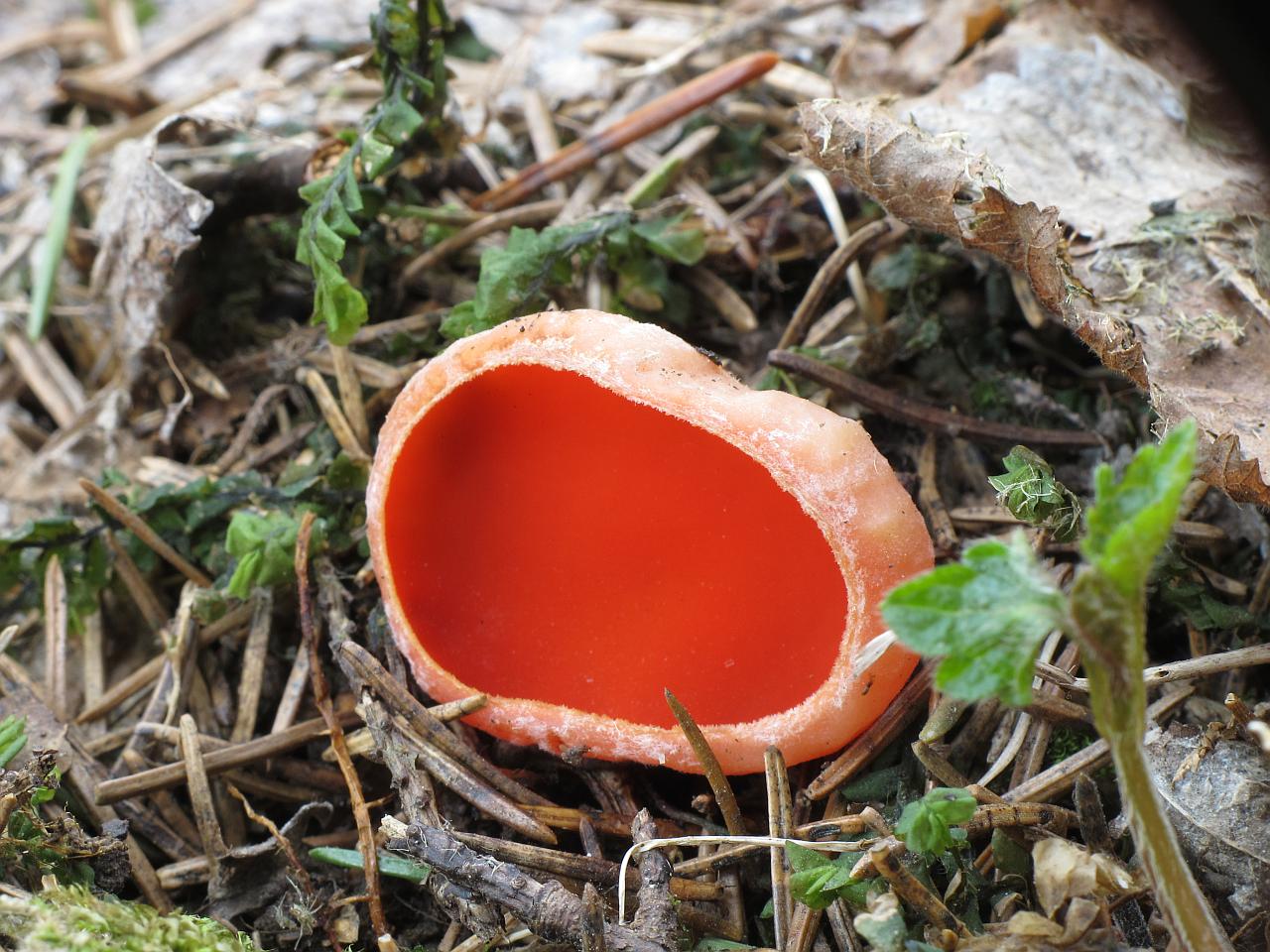 Sarcoscypha austriaca