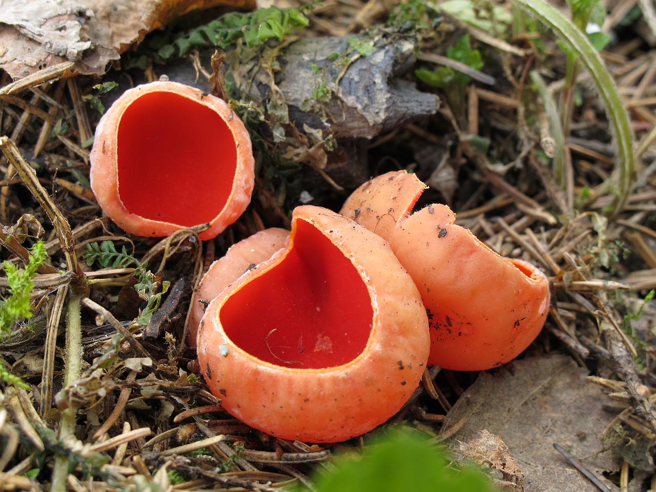 Sarcoscypha austriaca