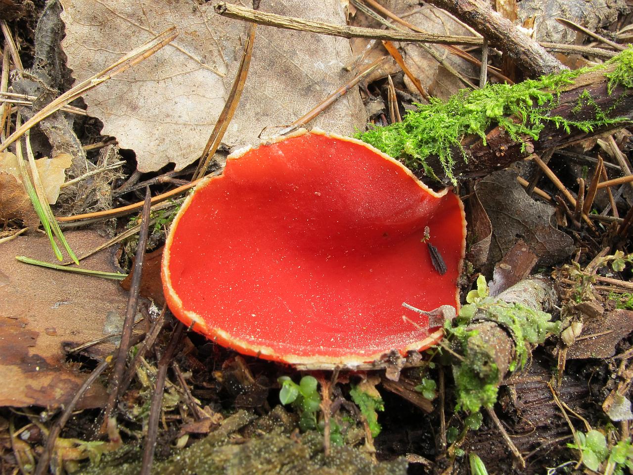 Sarcoscypha austriaca