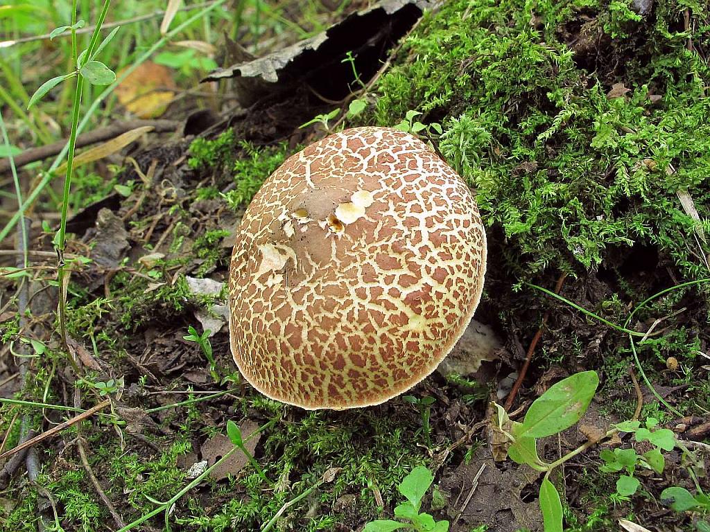 Boletus chrysentheron