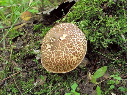Boletus chrysentheron