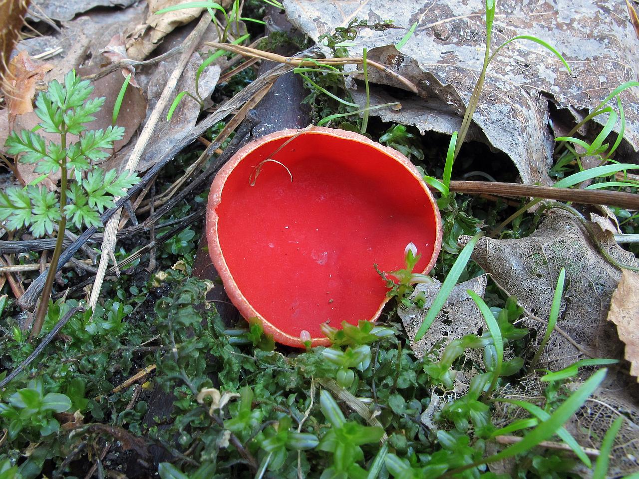 Sarcoscypha austriaca