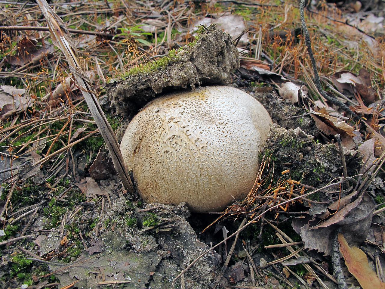 Scleroderma citrinum