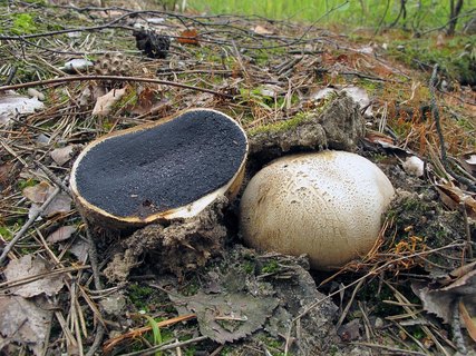 Scleroderma citrinum