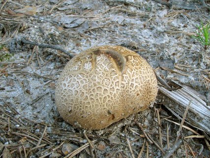 Scleroderma citrinum