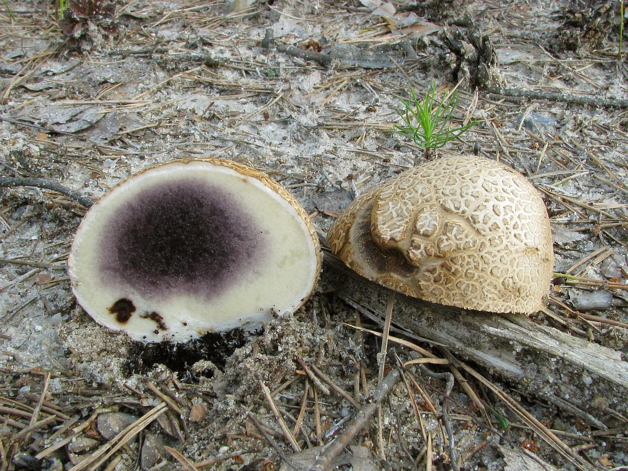 Scleroderma citrinum