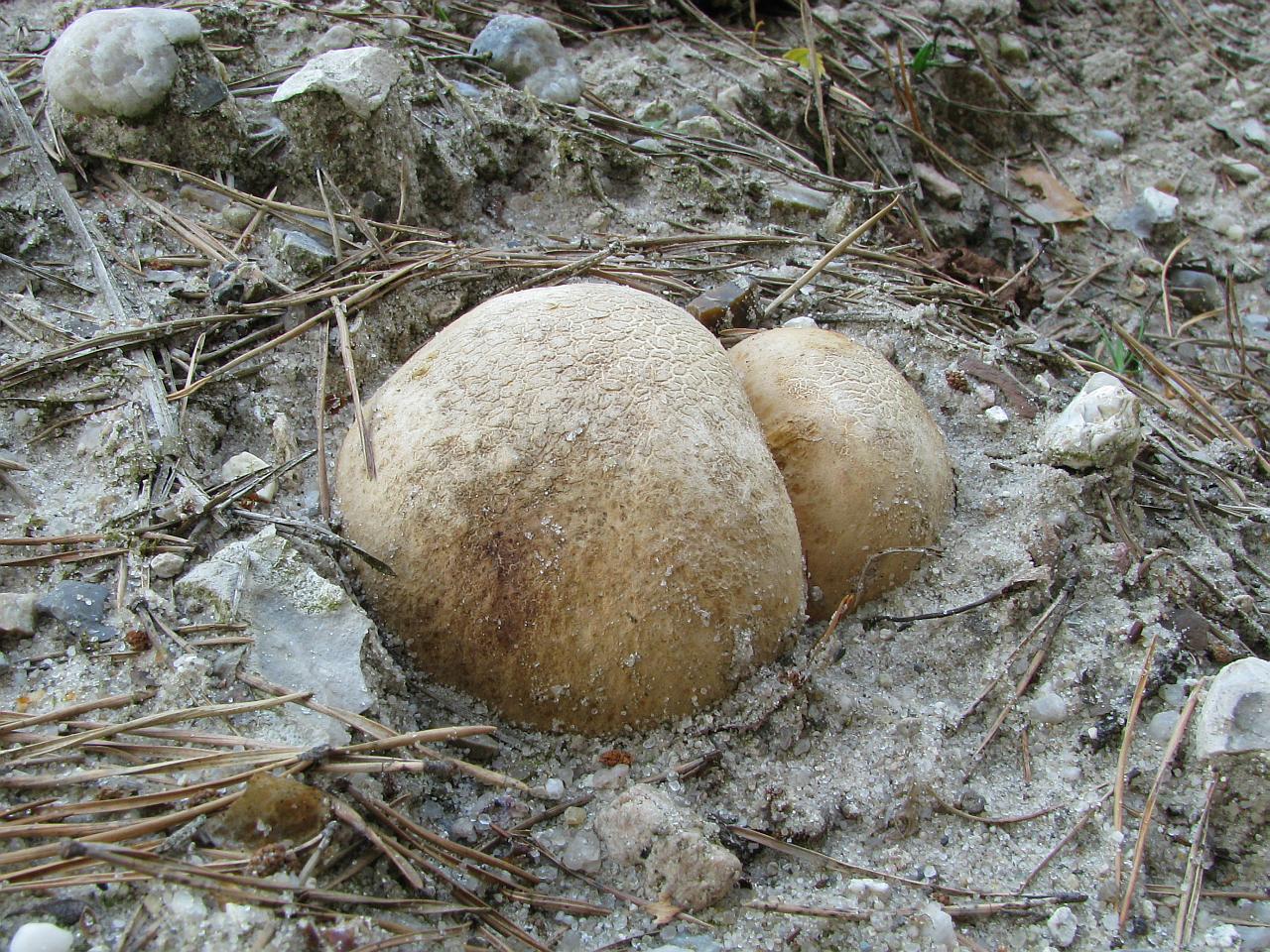 Scleroderma citrinum