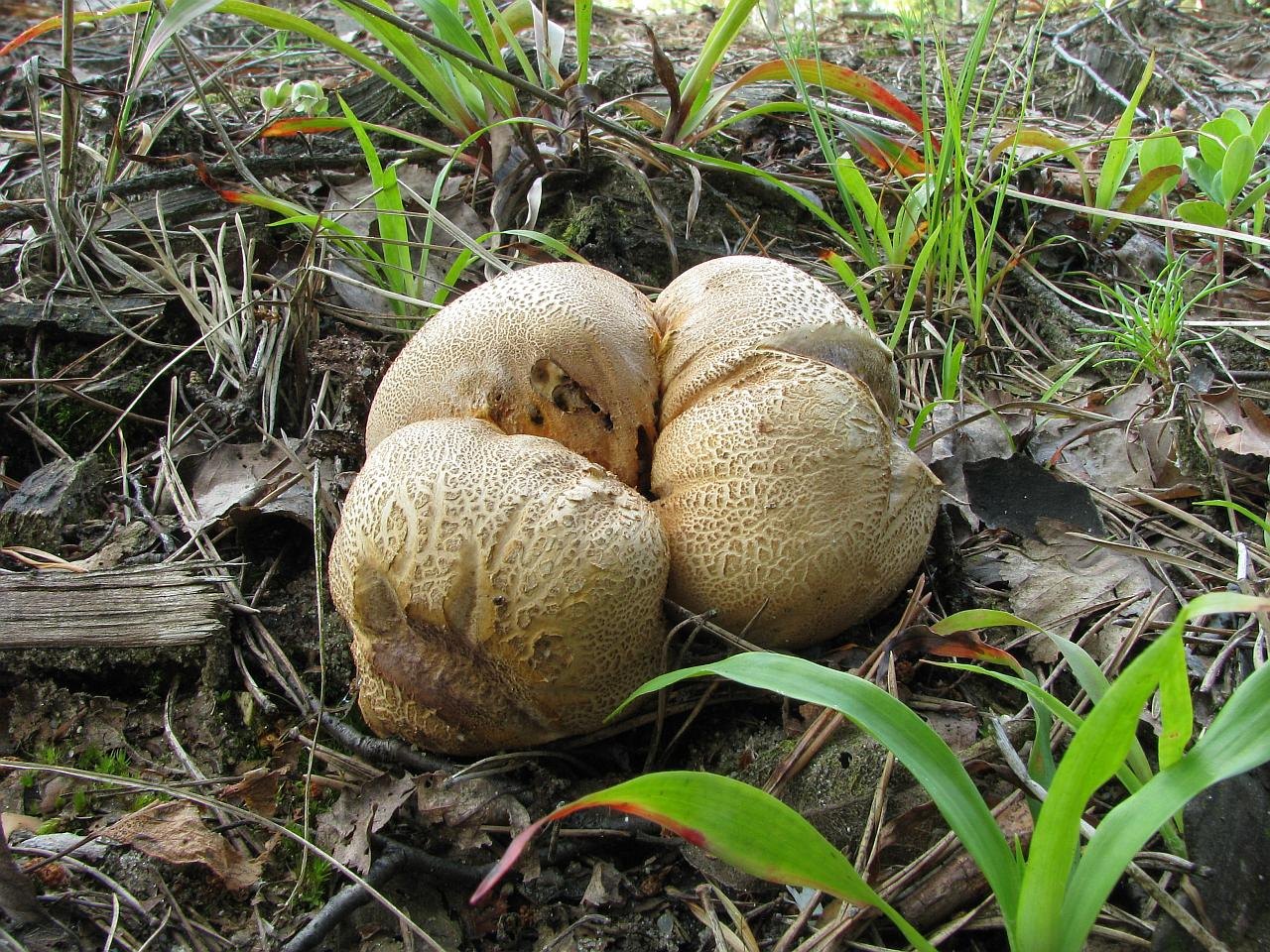 Scleroderma citrinum