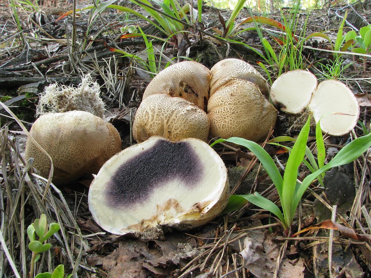 Scleroderma citrinum
