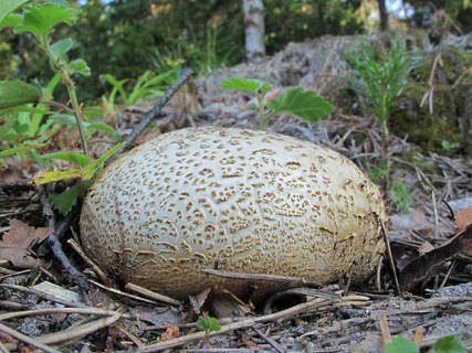 Scleroderma citrinum