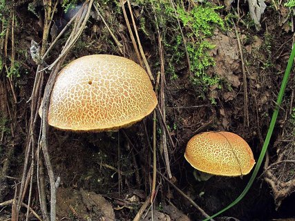 Boletus chrysentheron