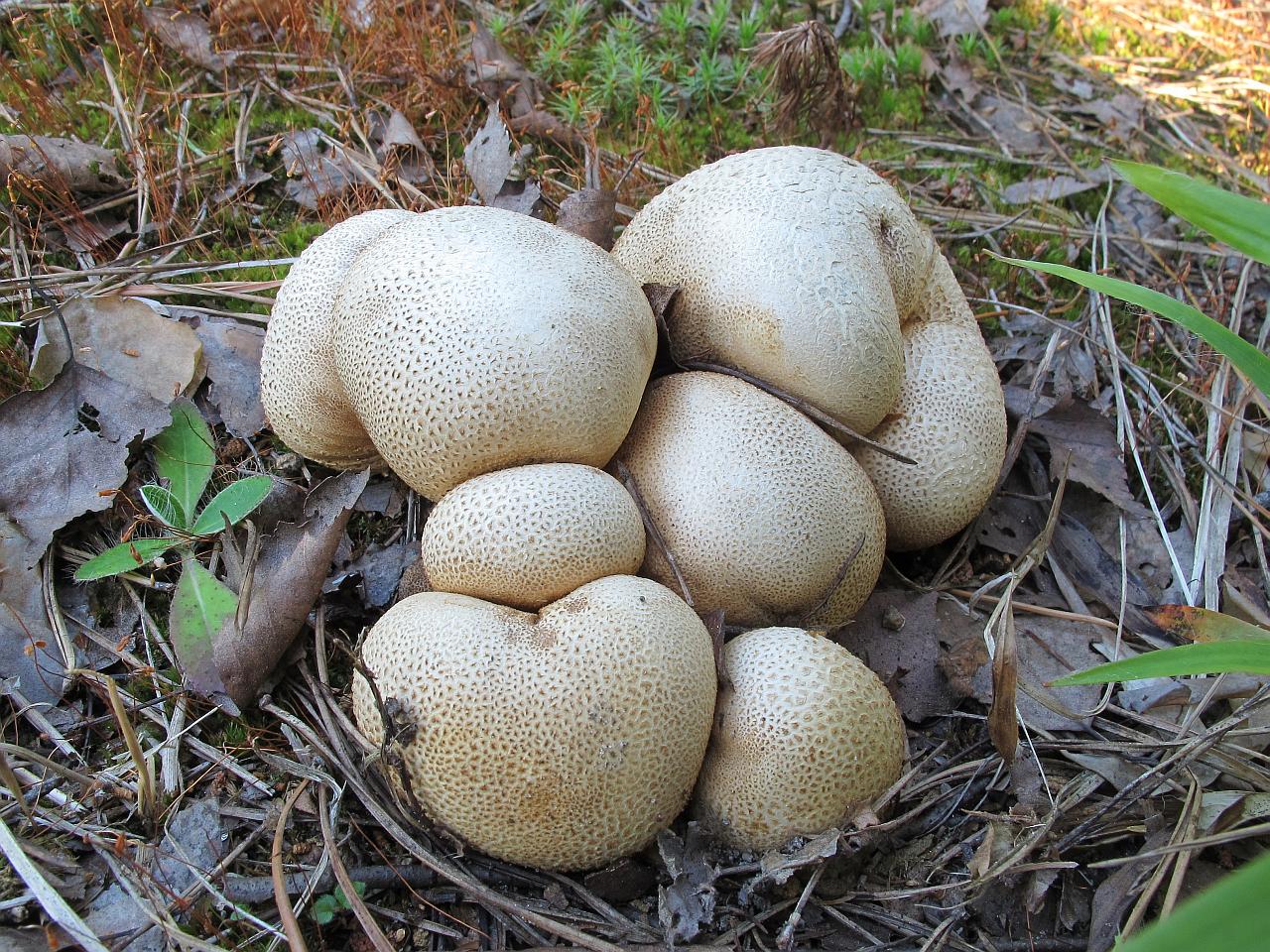 Scleroderma citrinum