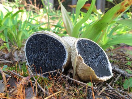 Scleroderma citrinum