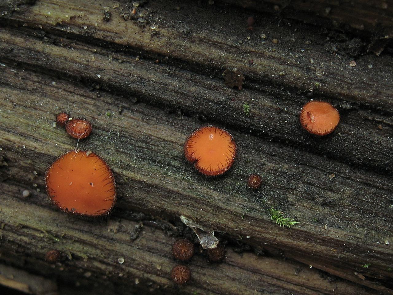 Scutellinia scutellata