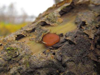 Scutellinia scutellata