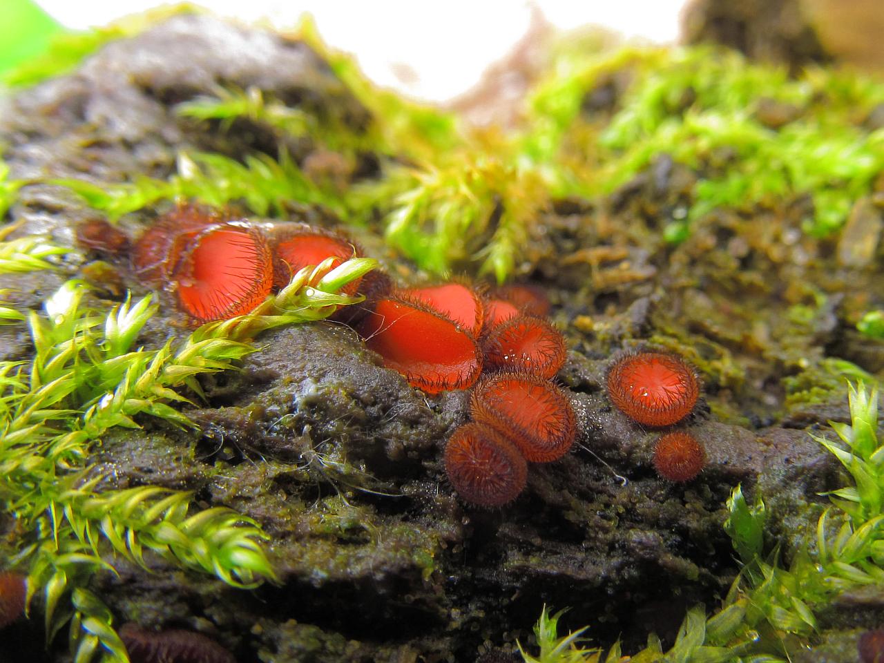 Scutellinia scutellata