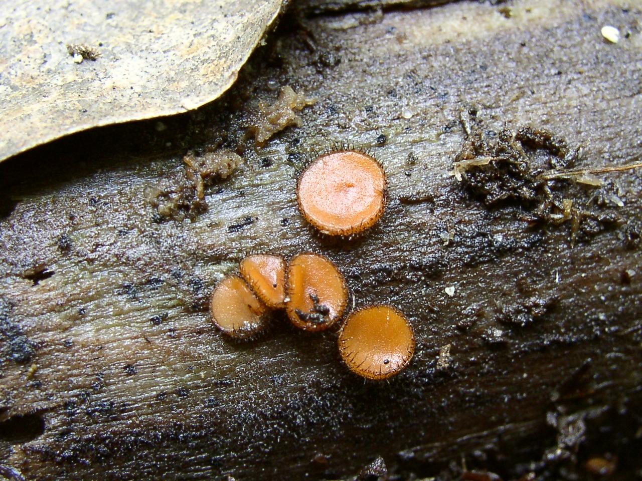 Scutellinia scutellata