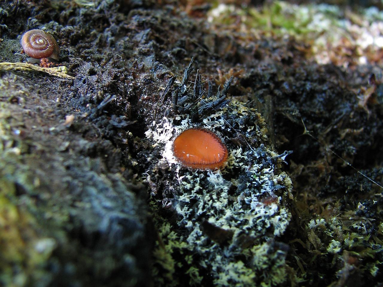 Scutellinia scutellata