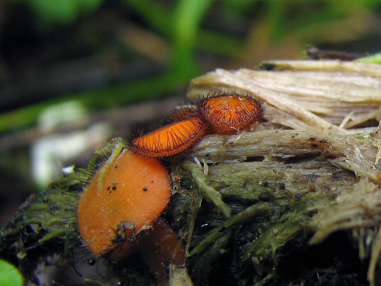 Scutellinia scutellata