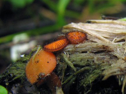 Scutellinia scutellata
