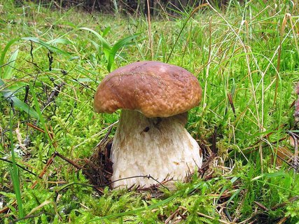 Boletus edulis