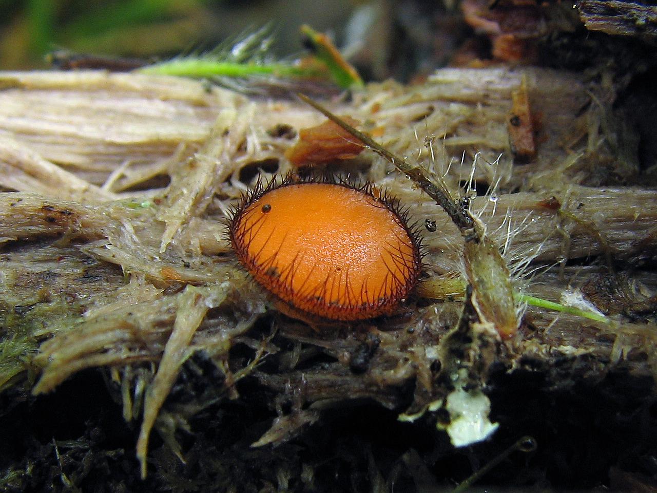 Scutellinia scutellata