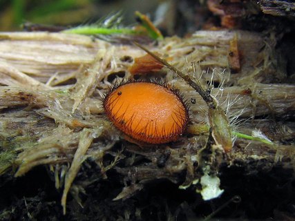 Scutellinia scutellata