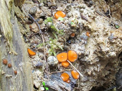 Scutellinia scutellata