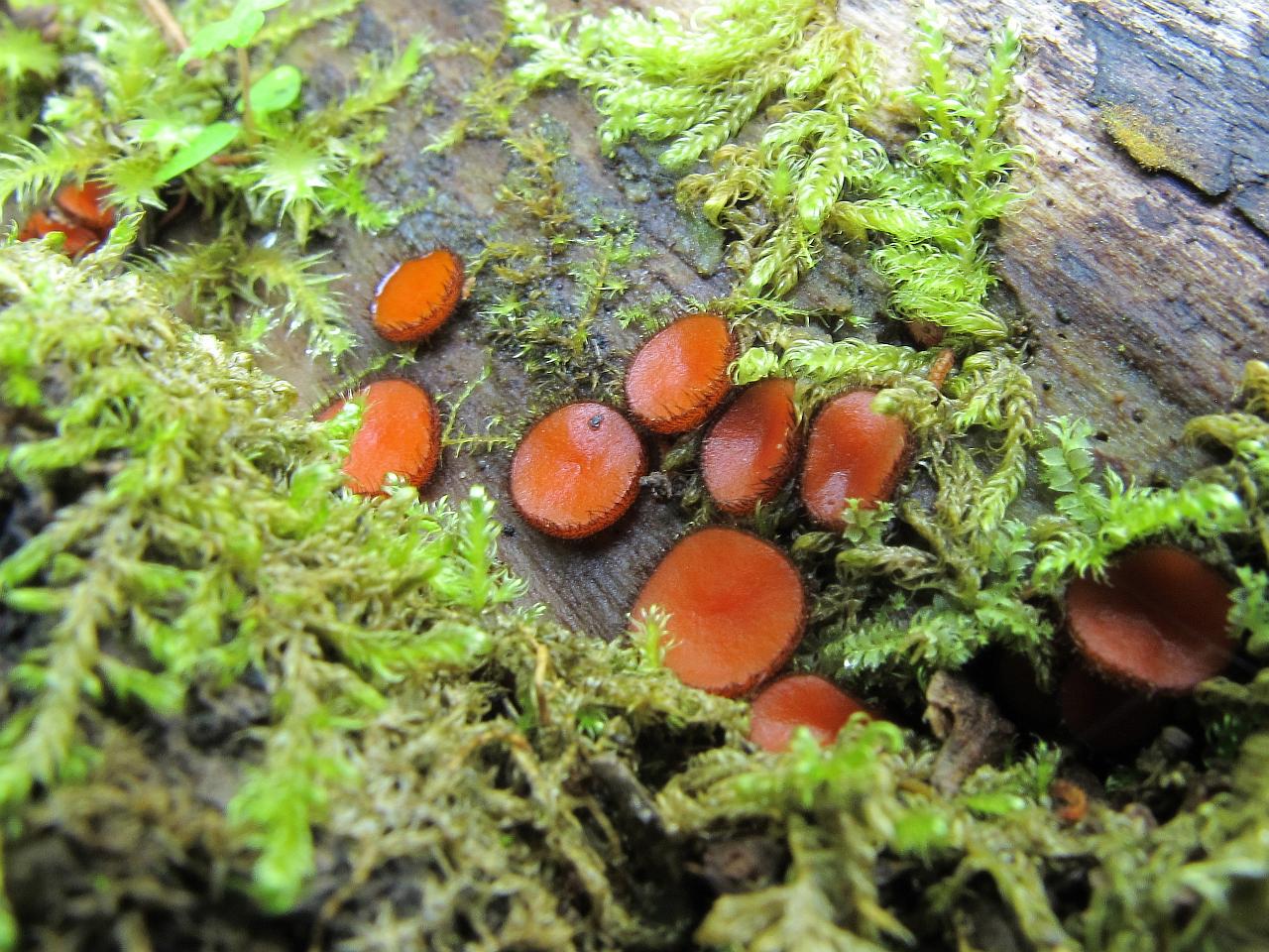 Scutellinia scutellata