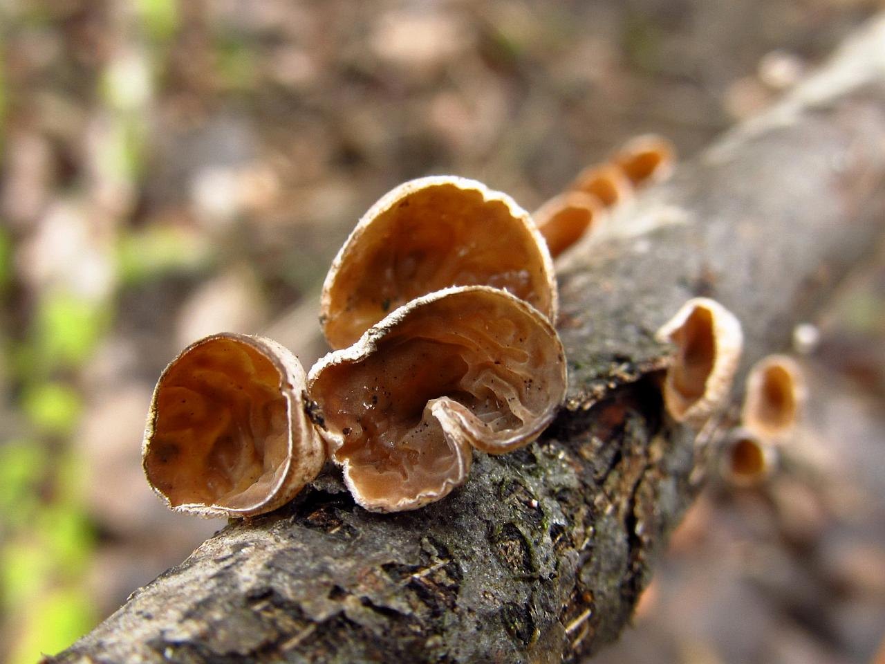 Schizophyllum