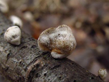 Schizophyllum amplum