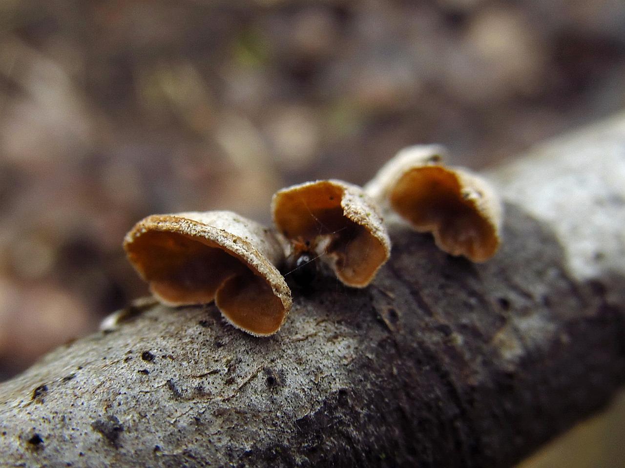 Schizophyllum amplum