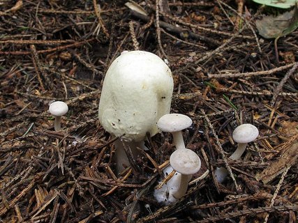 Agaricus sylvicola