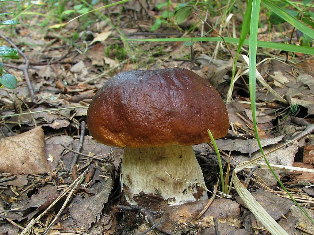 Boletus edulis