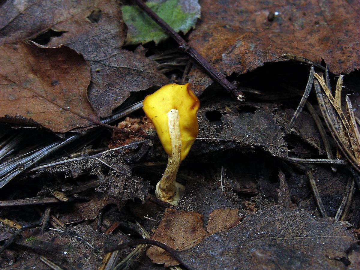 Spathularia flavida