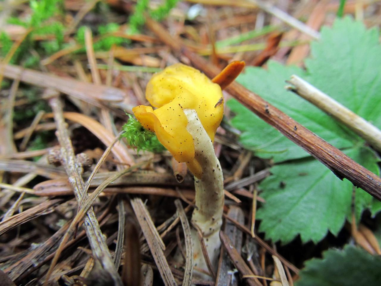 Spathularia flavida