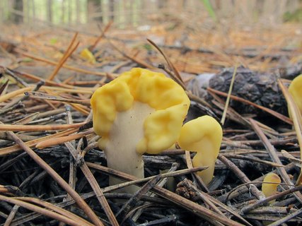 Spathularia flavida