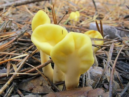 Spathularia flavida
