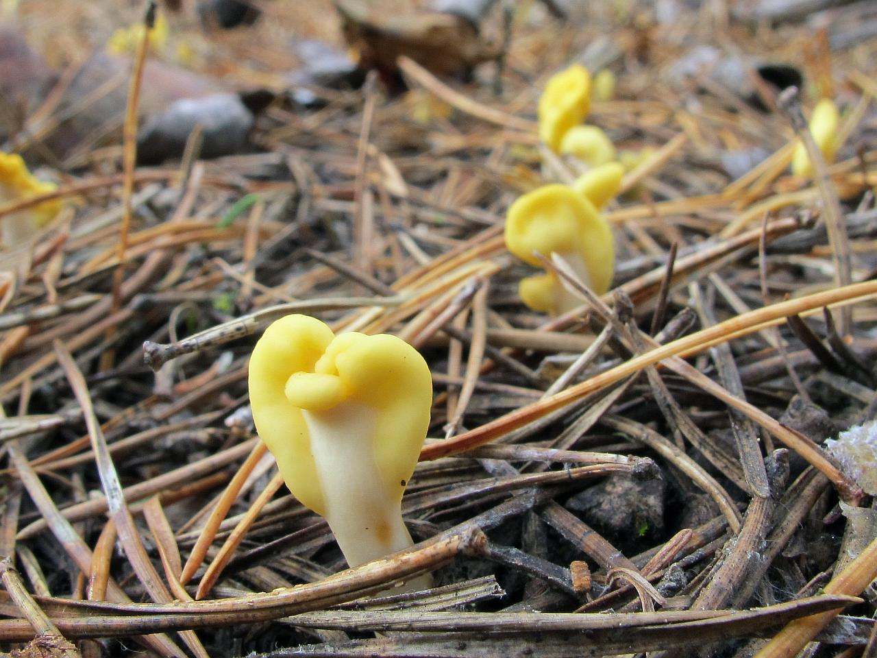 Spathularia flavida