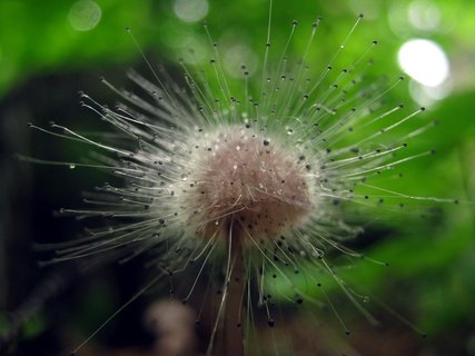 Spinellus fusiger