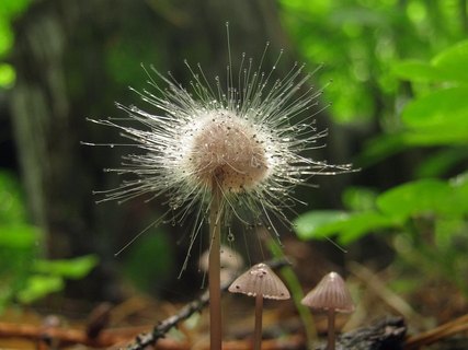 Spinellus fusiger