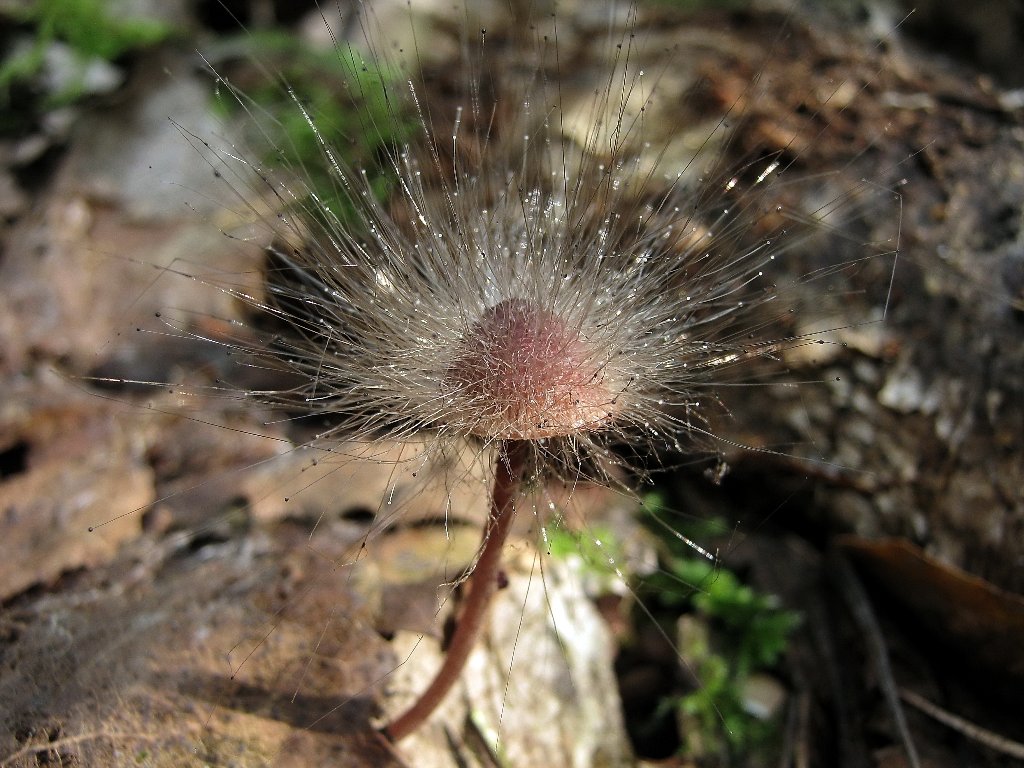 Spinellus fusiger